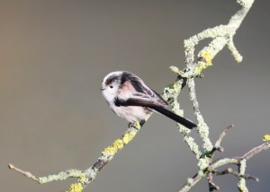 iStock_000015427709Small