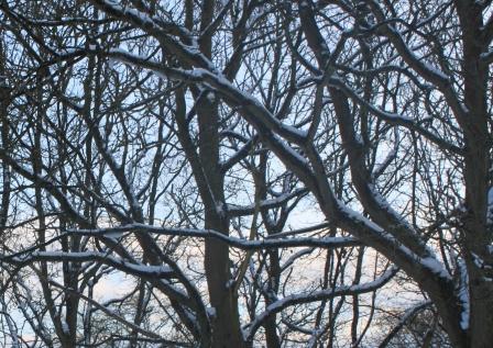 scribble of feb branches